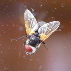 Elomya lateralis