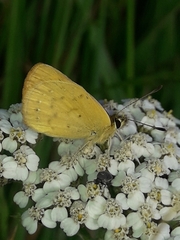 Lycaena 'canterbury common copper'