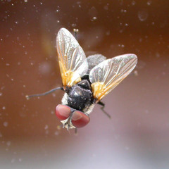 Elomya lateralis