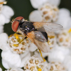 Elomya lateralis