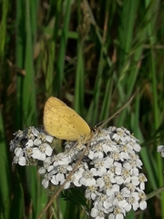 Lycaena 'canterbury common copper'