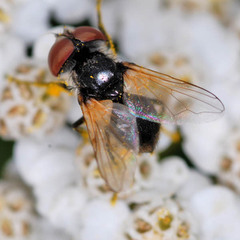 Elomya lateralis