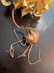 Amorphophallus konjac