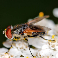 Elomya lateralis