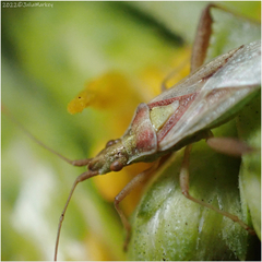 Harmostes reflexulus