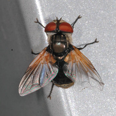 Elomya lateralis