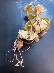 Amorphophallus konjac