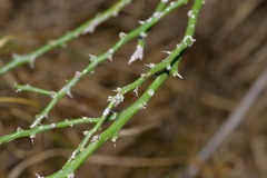 Parkinsonia texana macra