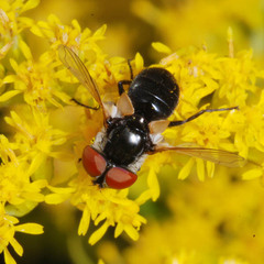 Elomya lateralis