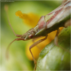 Harmostes reflexulus