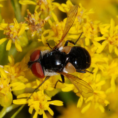 Elomya lateralis