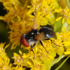 Elomya lateralis