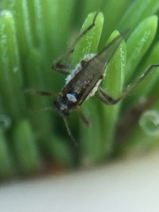 Cinara pilicornis