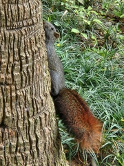 Callosciurus erythraeus