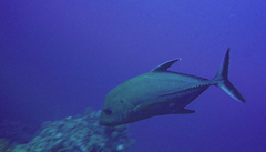 Caranx lugubris