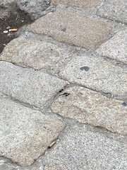 Brachythemis impartita