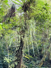 Haplopteris elongata
