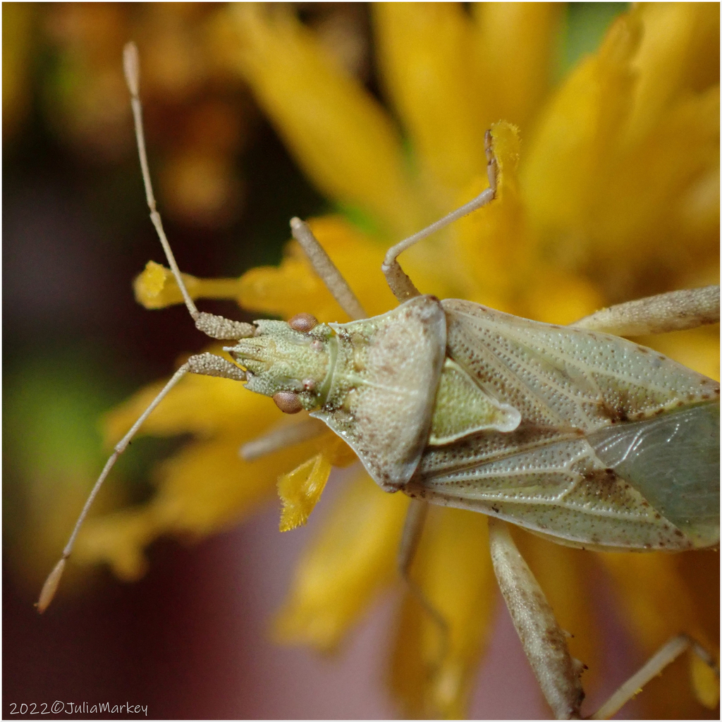 Harmostes reflexulus from Orange, CA, USA on November 13, 2022 at 07:51 ...