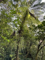 Haplopteris elongata