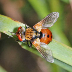 Gymnosoma dolycoridis