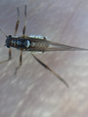 Cinara pilicornis