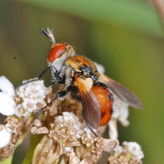 Gymnosoma dolycoridis