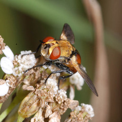 Gymnosoma dolycoridis