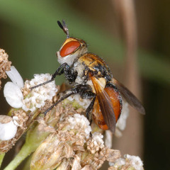 Gymnosoma dolycoridis