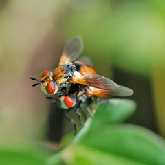 Gymnosoma dolycoridis