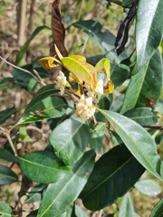 Rhodomyrtus psidioides