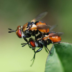 Gymnosoma dolycoridis