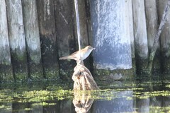 Acrocephalus gracilirostris gracilirostris