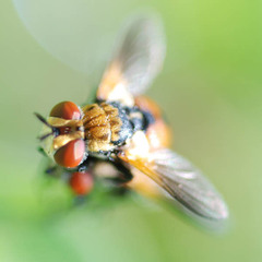 Gymnosoma dolycoridis