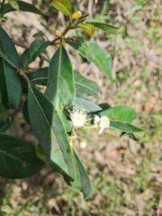 Rhodomyrtus psidioides