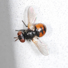 Gymnosoma nitens