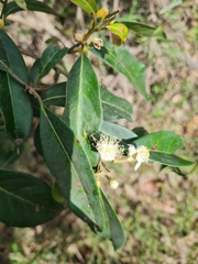 Rhodomyrtus psidioides