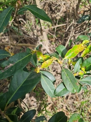 Rhodomyrtus psidioides