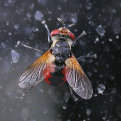 Gymnosoma rotundatum