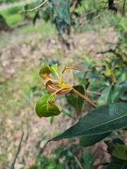 Rhodomyrtus psidioides