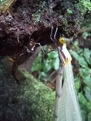 Megaloprepus diaboli