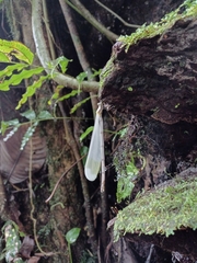 Megaloprepus diaboli