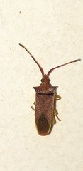 Gonocerus insidiator