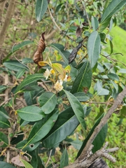 Rhodomyrtus psidioides