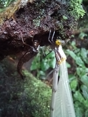 Megaloprepus diaboli