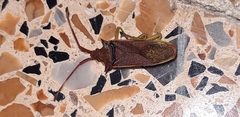 Gonocerus insidiator