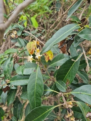 Rhodomyrtus psidioides