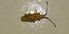 Gonocerus insidiator
