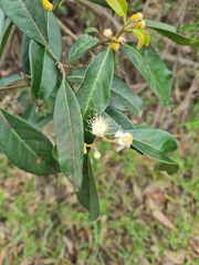 Rhodomyrtus psidioides