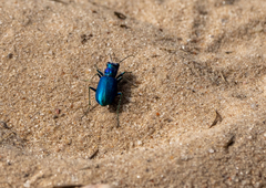 Cicindela scutellaris
