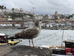 Larus michahellis